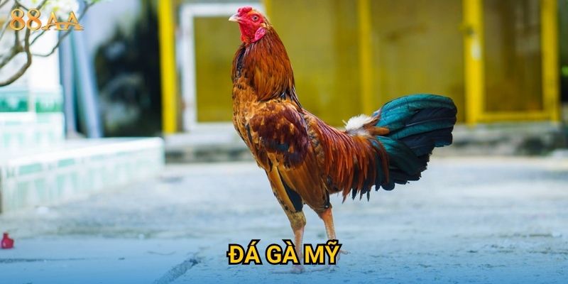 Đá gà Mỹ hấp dẫn – Trải nghiệm trận đấu kịch tính tại 88AA