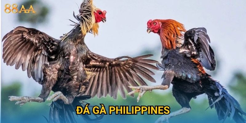 Đá gà Philippines kịch tính – Trải nghiệm đặt cược đỉnh cao tại 88AA