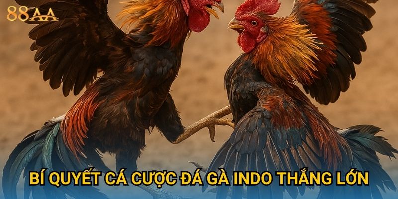 Bí quyết cá cược đá gà Indo thắng lớn